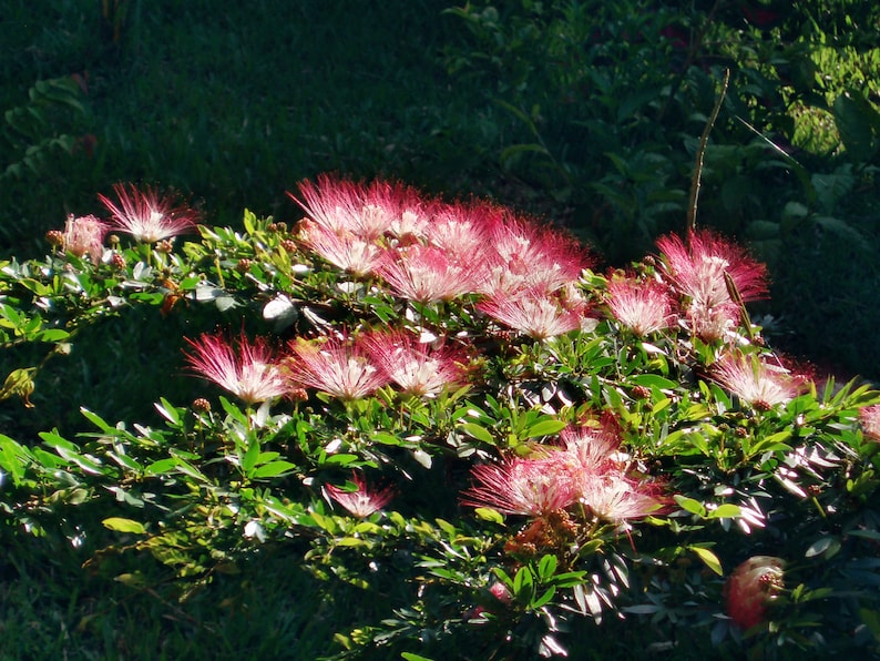 May include: A bush with pink and white flowers with long, feathery petals. The flowers are in bloom and are surrounded by green leaves.