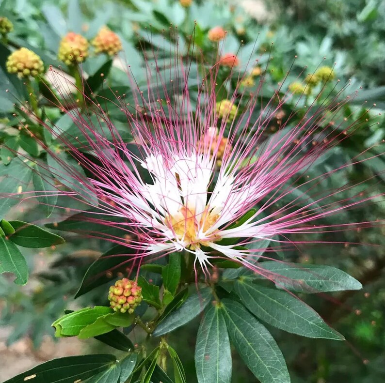 May include: A pink and white flower with long, thin petals. The flower is surrounded by green leaves.