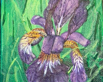 Farnsworth Iris