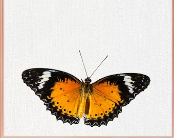 Butterfly wall art / Butterfly home decor / Butterfly Print / home decor Butterfly / Butterfly Art / Butterfly Wall Decor #57