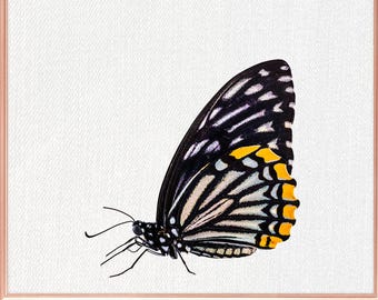 Butterfly wall art / Butterfly home decor / Butterfly Print / home decor Butterfly / Butterfly Art / Butterfly Wall Decor #56