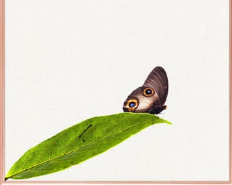 Butterfly wall art / Butterfly home decor / Butterfly Print / Butterfly on green leaf / Butterfly Art / Butterfly Wall Decor #41