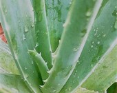 ALOE VERA GEL - Natures Skin Care Moisturizer and Healer - Pure Organic Cold Pressed