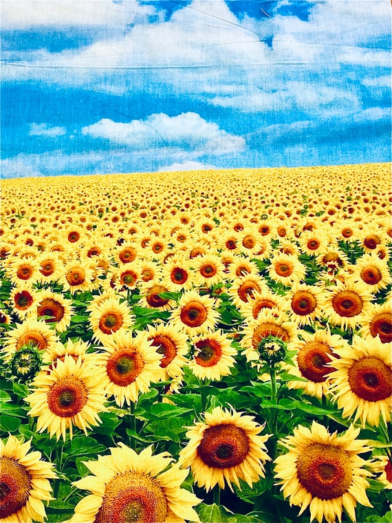 Sunflower field blue sky valley digital print panel 36x42
