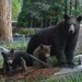 Black Bear & Cubs panel Walking in the Woods by Northcott Wildlife Outdoor Mama Bear