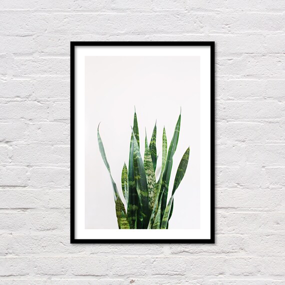 Snake Plant Print Printable Wall Art Prints Tropical Image 0