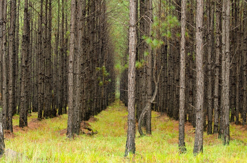 Pines in Wewahitchka image 1