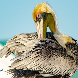 Pelican at Port St Joe Marina, Florida, on Florida&#39;s forgotten Coast