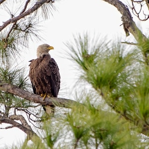 Eagle at Indian Pass