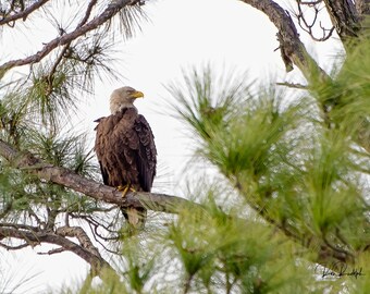 Eagle at Indian Pass