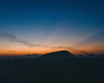 Bats of Battambang at sunset, Cambodia. December, 2023. Photographic Print.