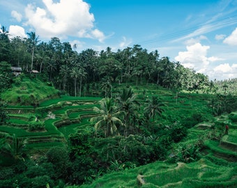 Tegalalang Rice Terrace. Ubud, Bali. April 23. Photographic Print