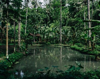 Ubud, Bali. April, 2023. Photographic Print.