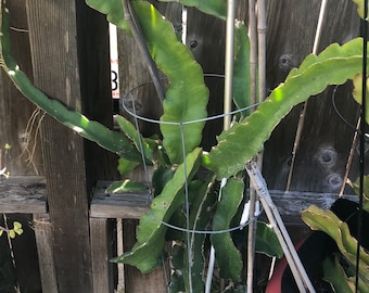 Cactus del dragón blanco suculento corte de plantas + regalo de planta gratis. Cultiva tu propia comida en casa.