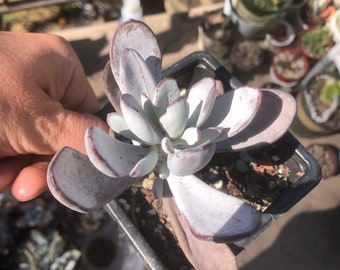 Coytledon Orbiculata "Lady fingers" o "Silver peak" única planta blanca suculenta. Genial forma interesante + regalo de planta gratis