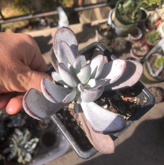 Coytledon Orbiculata lady Fingers or silver Peak Unique White Plant  Succulent. Cool Interesting Shape + Free Plant Gift - Etsy
