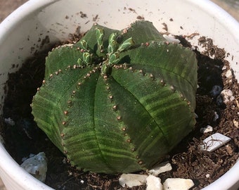 Euphorbia obesa, también conocida como planta de béisbol, es una suculenta peculiar, extraña y difícil de encontrar, con un aspecto genial. Artículo de colección.