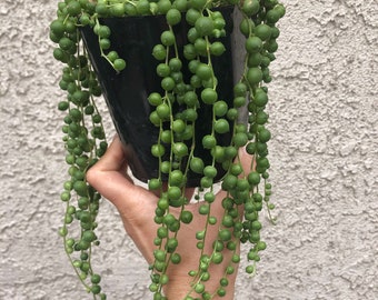 Hermosa y larga planta colgante de perlas. Suculenta única, con cuentas colgantes y rastreras: una planta preciosa. Para interior o exterior. Maceta de 12,7 cm. Exuberante y muy atractiva.
