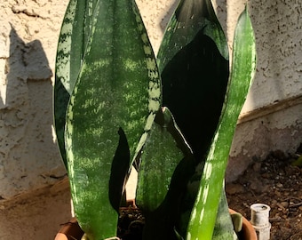 Planta de interior Sansevieria “Whitney” inusual, 1 tallo con maceta y tierra, decoración saludable, estampado llamativo. Planta serpiente fácil de cuidar + regalo gratis