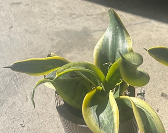 Sansevieria Twisted Sister, planta única, regalo de interior raro, 1 planta, regalo para el Día de la Madre o para inauguración de casa.