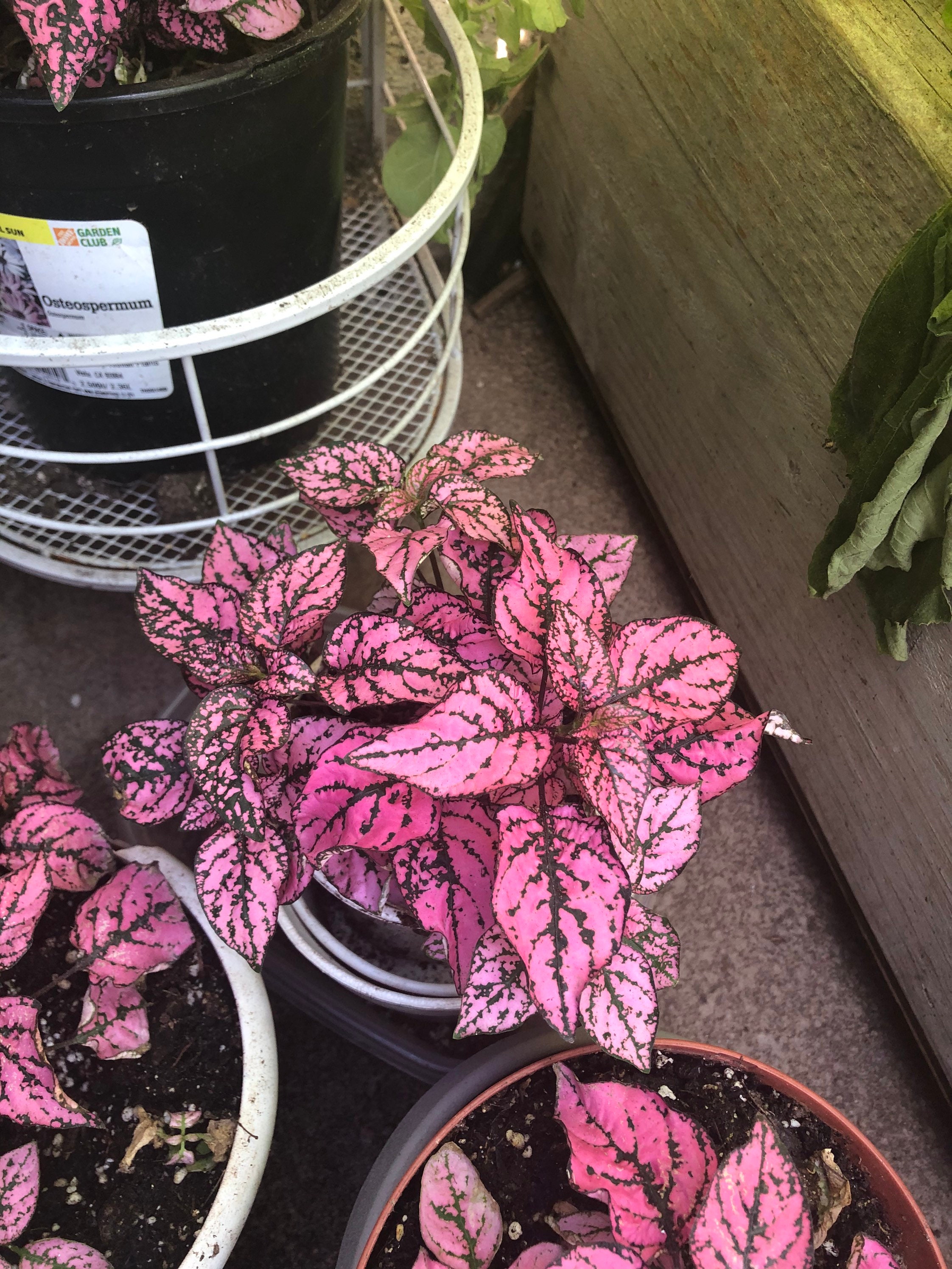 Pink Polka Dot Plant Hypoestes Phyllostachya. Freckleface