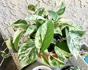 Pothos Marble Queen colgante: ¡una planta fuerte, sana y preciosa! Ideal para decorar tu hogar + ¡REGALO GRATIS!