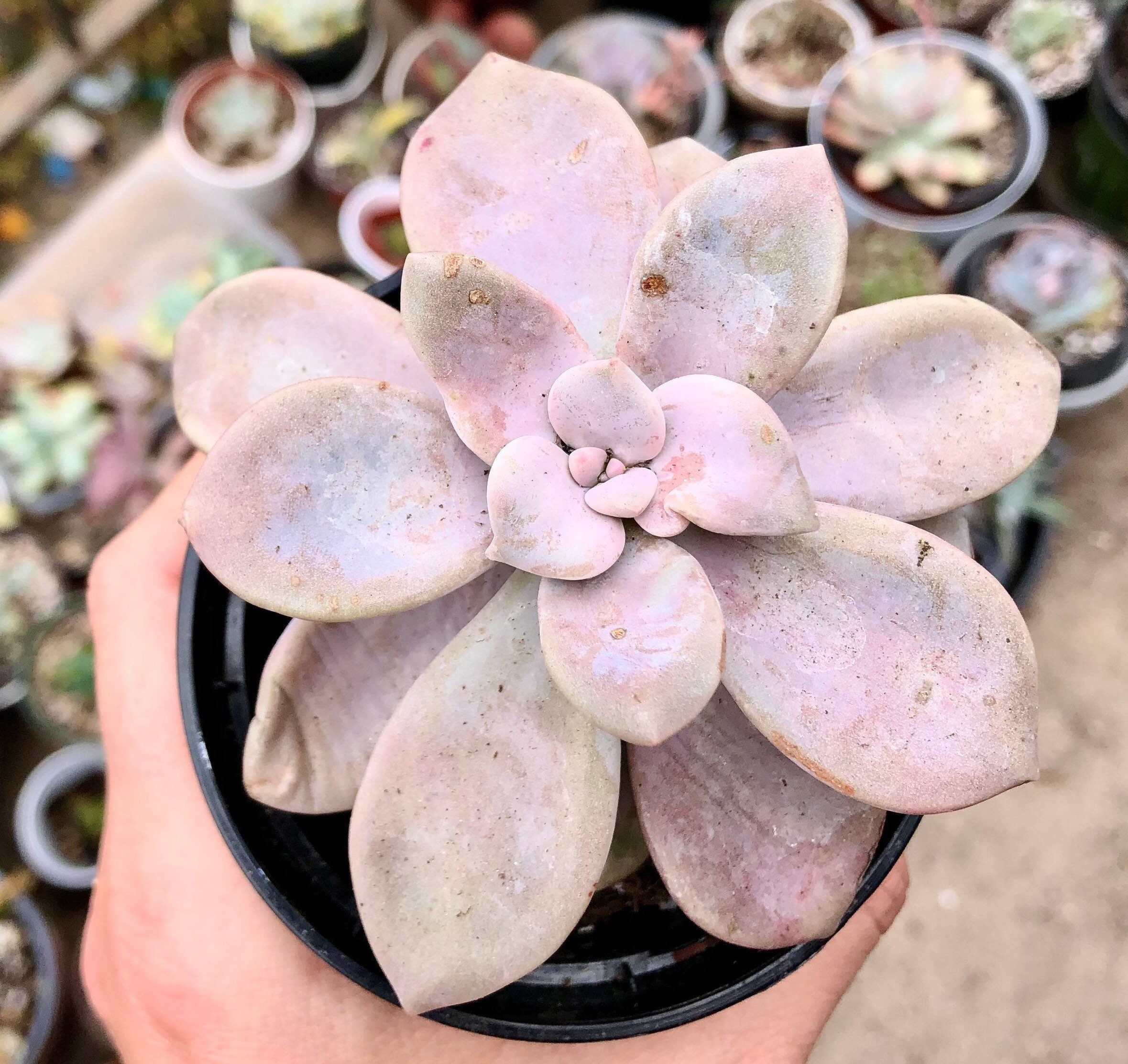 graptopetalum murasaki