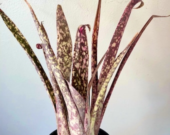 Bilbergia abigarrada "Casa Blanca" follaje moteado bromelia rara, inusual exótica manchada, planta bastante hermosa + regalo gratis!