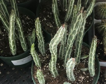 Pickle Plant Senecio (Senecio stapeliiformis) Raro e inusual suculento AKA "Swizzle sticks" planta única