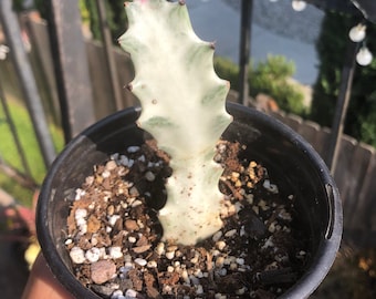 Euphorbia lactea variegated white ghost cactus. Beautiful, special unique plant. 6.5inch