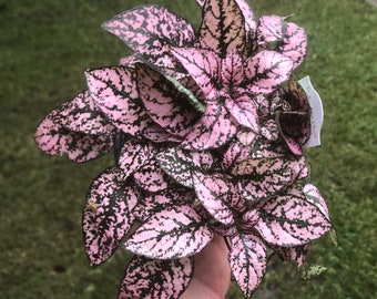 Pink Polka Dot Plant – Hypoestes Phyllostachya. Freckle-face pink plant! Pretty, easy care houseplant. Mother’s Day gift
