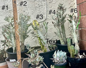 Euphorbia Lactea blanca abigarrada “Cactus Fantasma” madura de 2 a 3 pies. Elija uno -