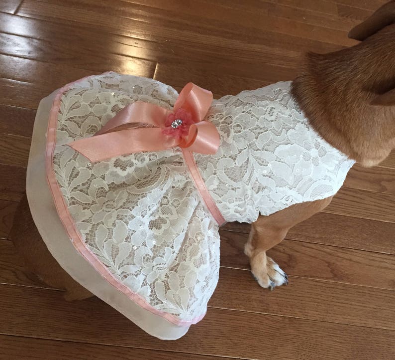 Ivory Lace Dog Dress Dog Wedding Dress Ivory Salmon Bridal Etsy