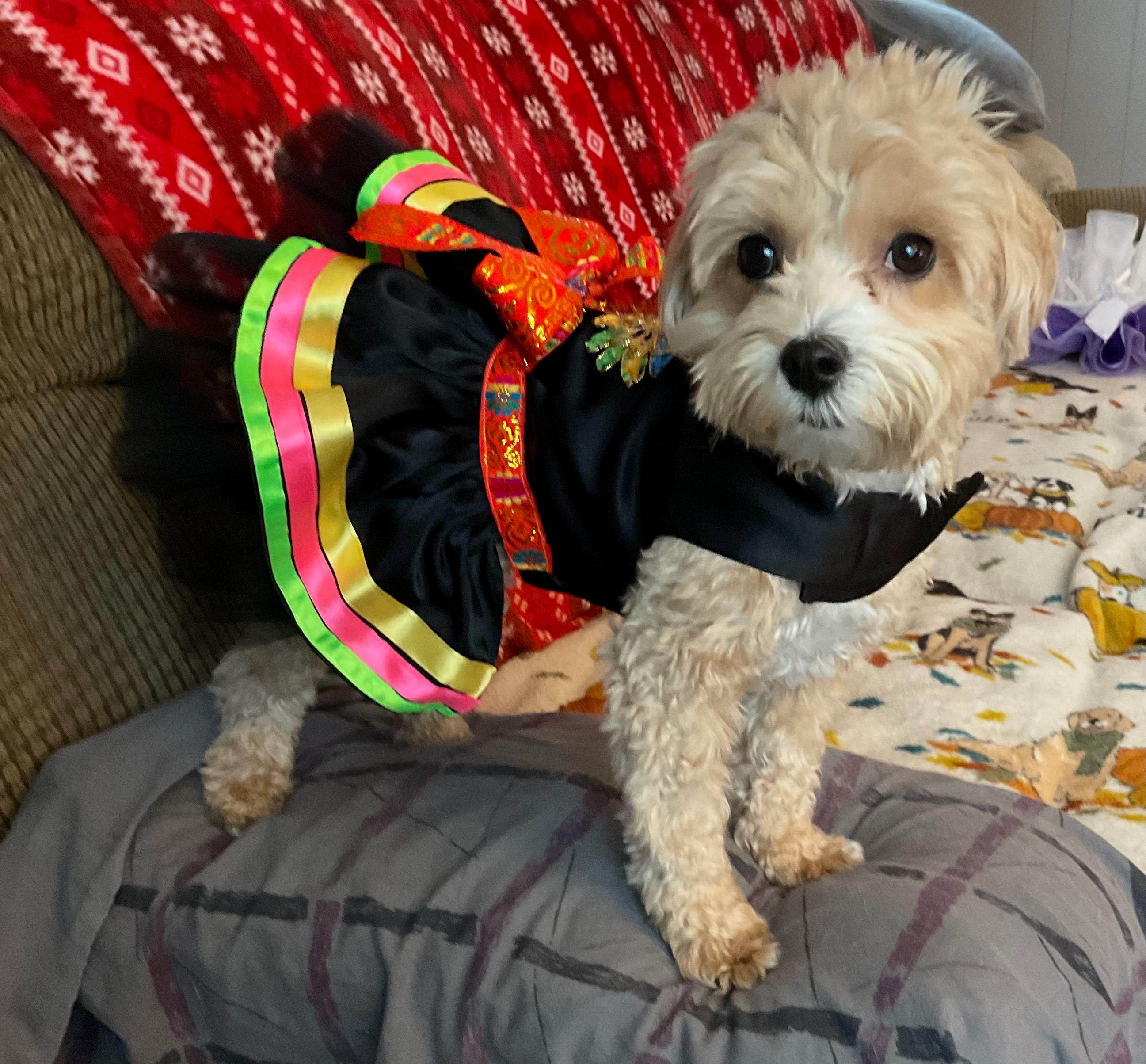 Colorful Mexican Satin Dog Dress Cinco De Mayo Dog Dress Dia De Los Muertos Dog Costume Black Satin Dog Dress Mariachi Etsy