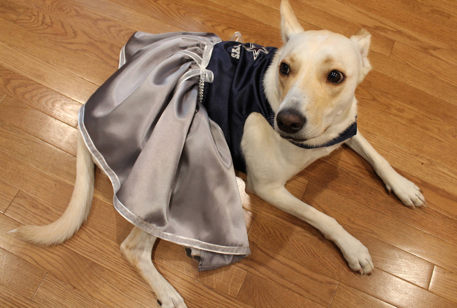 Dallas Cowboys Dog Dress Dog Satin Dress Dallas Cowboys Etsy