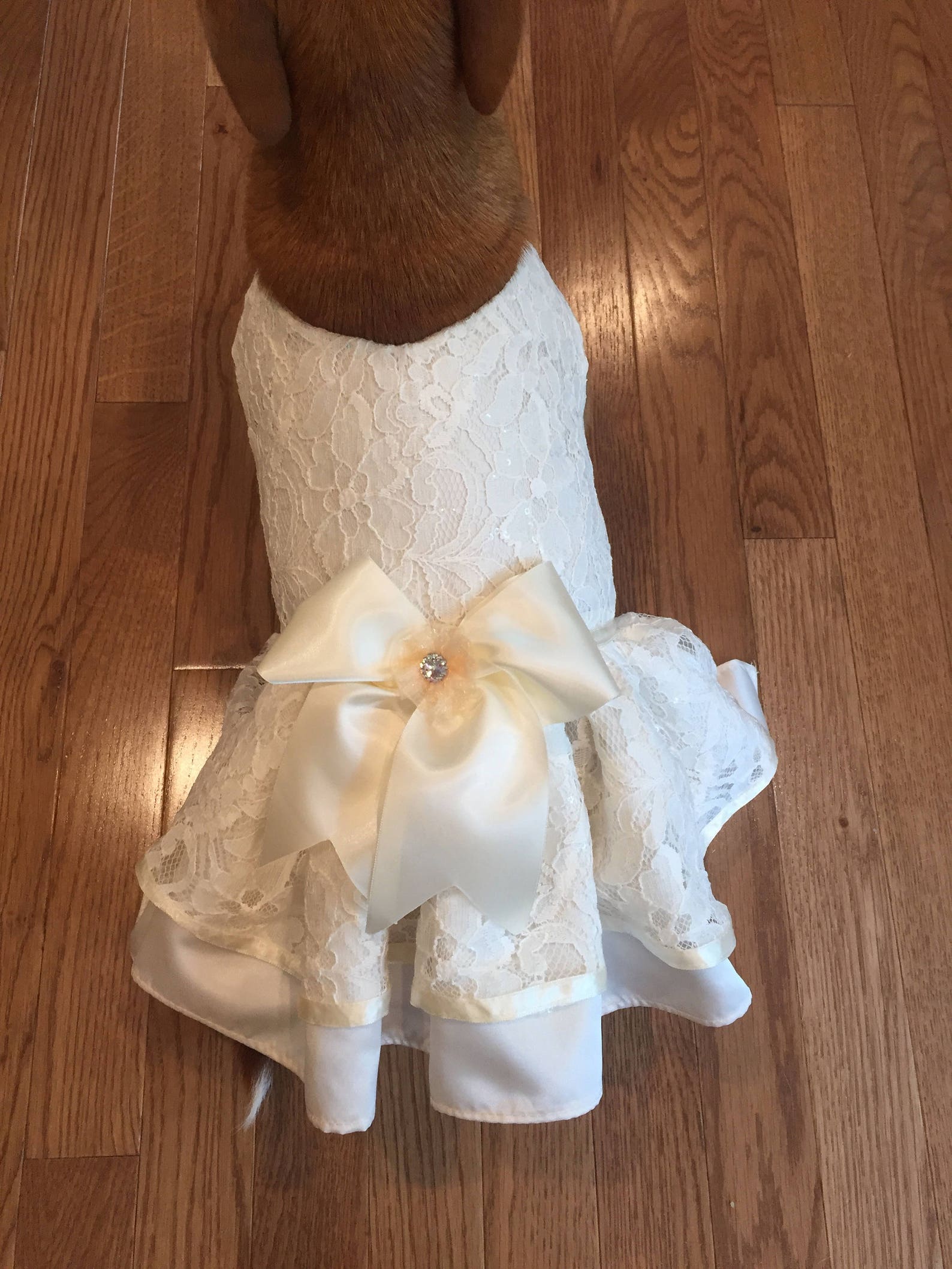 Ivory Lace Dog Dress Dog Wedding Dress Ivory Bridal Dog Etsy