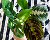 Monsters swiss cheese, prayer plant and enjoy pothos cuttings