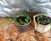 String of Pearl 39 s and string of bananas