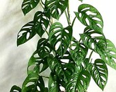 Monstera andisonii swiss cheese ROOTED