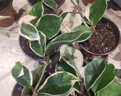 Hoya carnosa variegated quot krimson queen quot