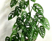 Rooted Monstera Adansonii Swiss Cheese cutting