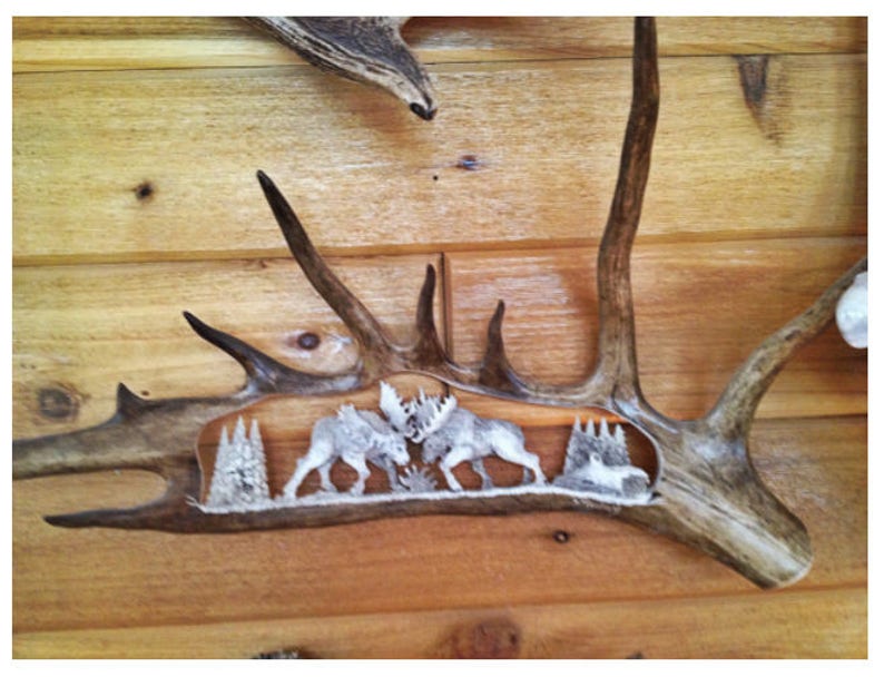 Antler Carving Moose Antler Carvings Moose Antler Art Moose Carvings Moose Horn Carving Carved Antlers Fighting Bull Moose image 4