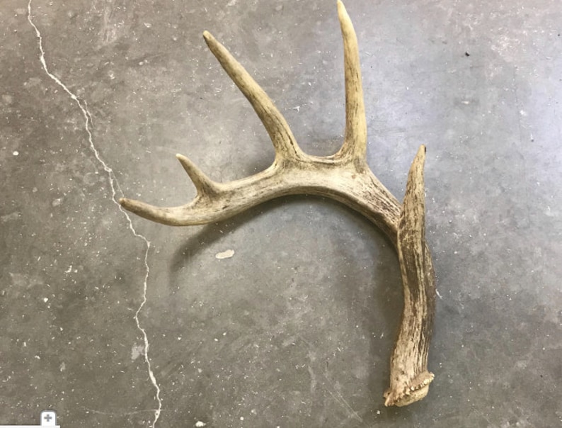 Real Antler Decor Shabby Chic Decor Rustic Furniture Using Etsy