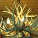 see more listings in the Antler Chandelier Decor section