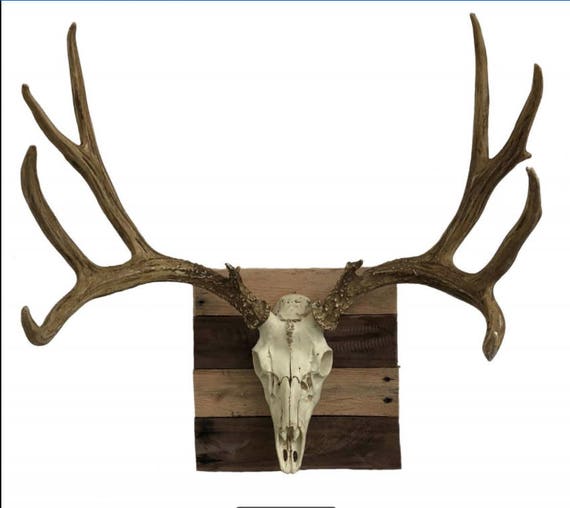 Mule Deer Faux Antler