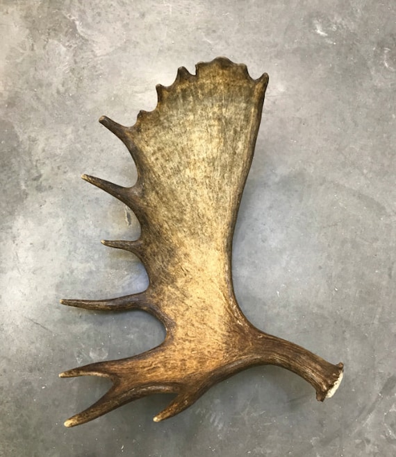 Antler decorations deals