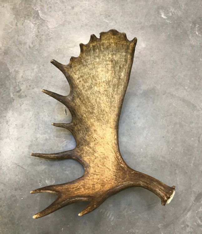 Elk Shed Antlers for sale 76 ads for used Elk Shed Antlers