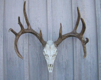 European Mount Skull Mount Faux Deer Antler Decor Rustic Furniture