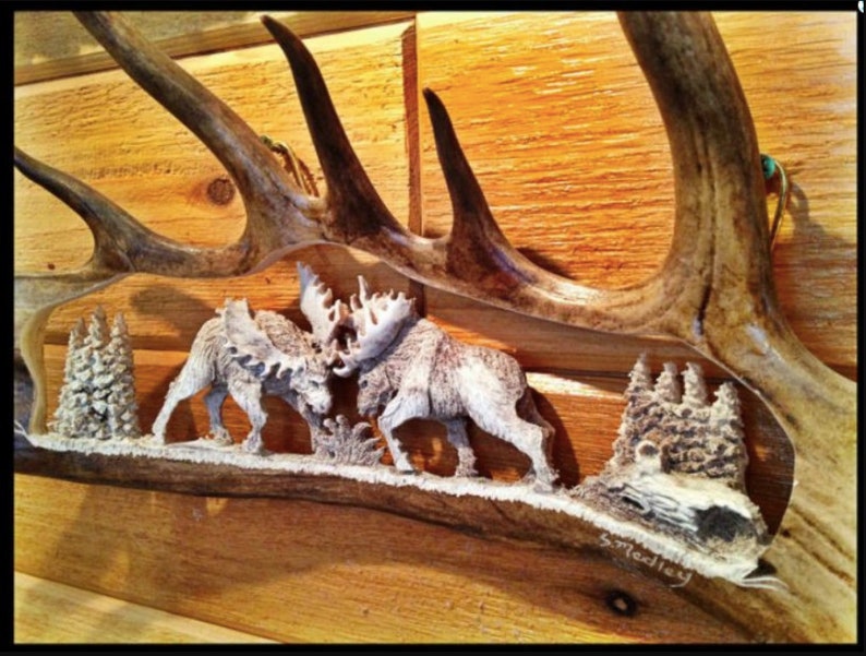 Antler Carving Moose Antler Carvings Moose Antler Art Moose Carvings Moose Horn Carving Carved Antlers Fighting Bull Moose image 7