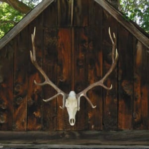 European Mount Skull Mount Faux Elk Antler Rustic Cabin Decor Individually Handcrafted For Excellence